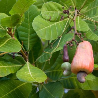 Caju (Cashew) - Power und Health Food (2)