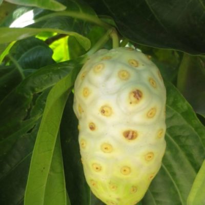 Noni (Morinda Citrifolia) - Power und Health Food