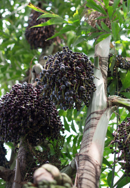 Acai-Beeren – die Kraft der Antioxidantien