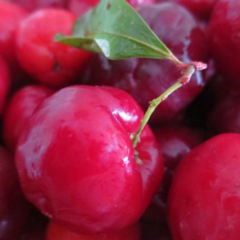 Acerola (Malpighia punicifolia) - die Vitamin-C-Bombe (3)