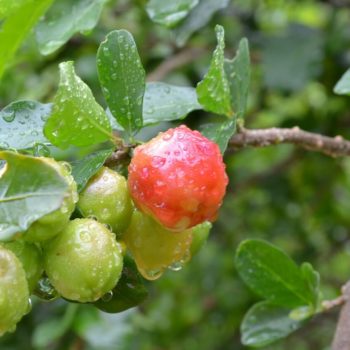 Acerola (Malpighia punicifolia) - die Vitamin-C-Bombe