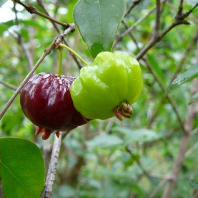 Pitanga – Surinamkirsche (Eugenia Uniflora) mit exotischem Duft